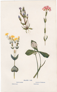 Field Gentian, Common Centaurea, Yellow-wort, Buck-bean